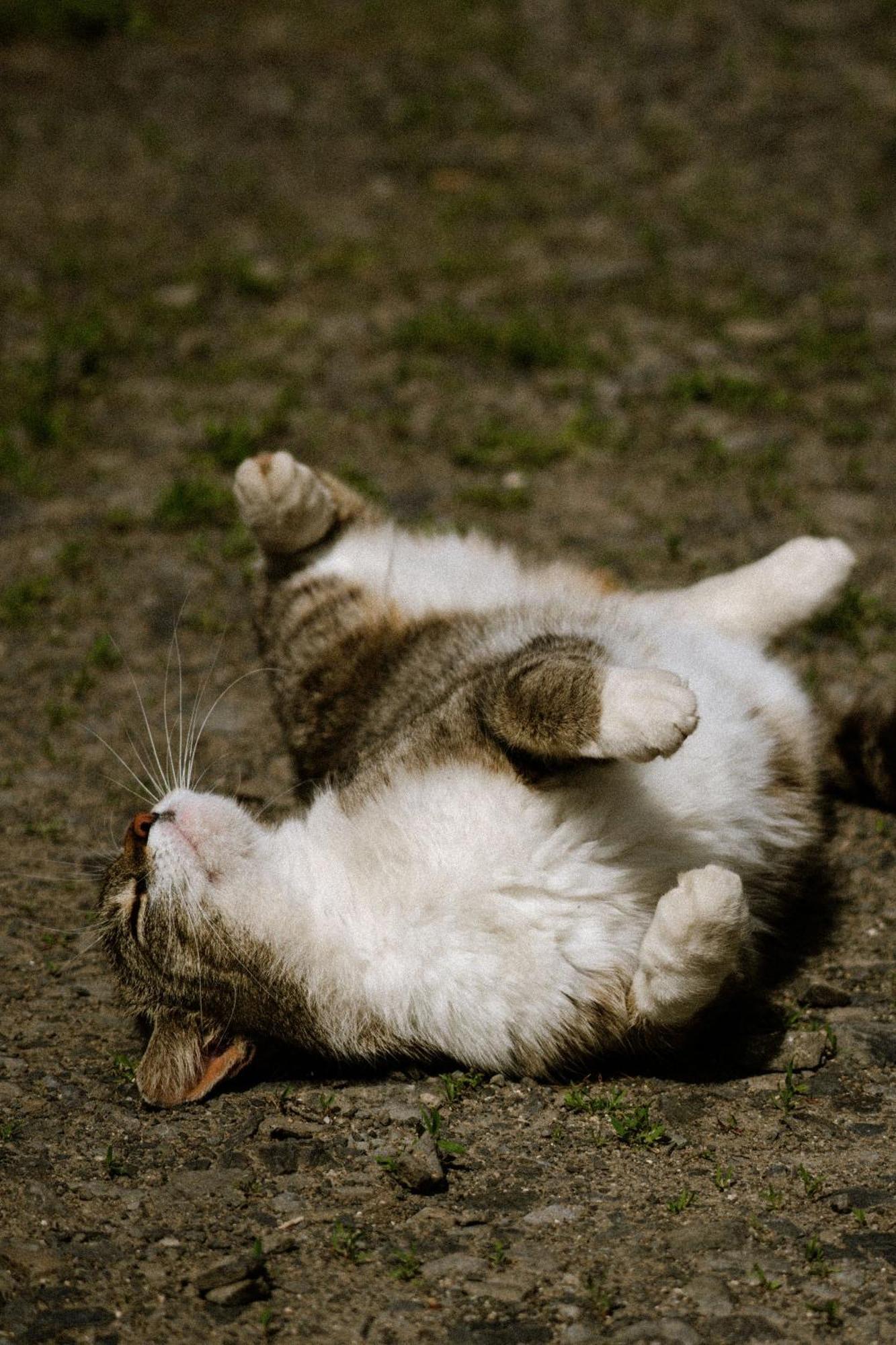 Dwie Brzozy Wegetarianskie Siedlisko Wlen Exterior foto